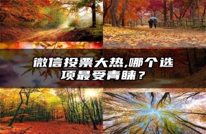 微信投票大热,哪个选项最受青睐？