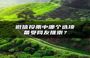 微信投票中哪个选项备受网友推崇？