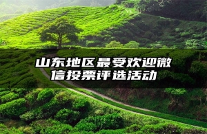 山东地区最受欢迎微信投票评选活动